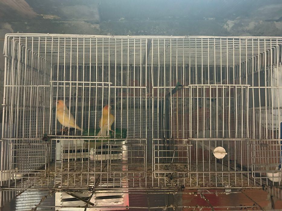 Canários para Venda