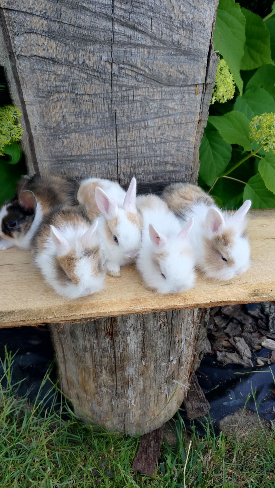 Królik miniaturka teddy mini lop lew