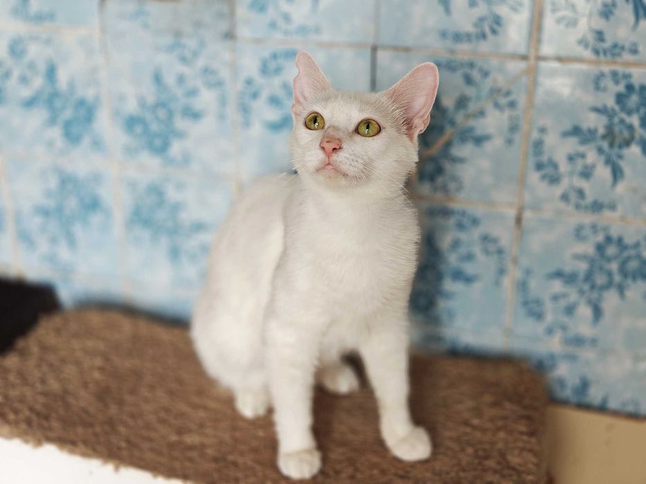 Ніжна чарівна біла хмаринка кішечка Анет, 1 рік, чекає