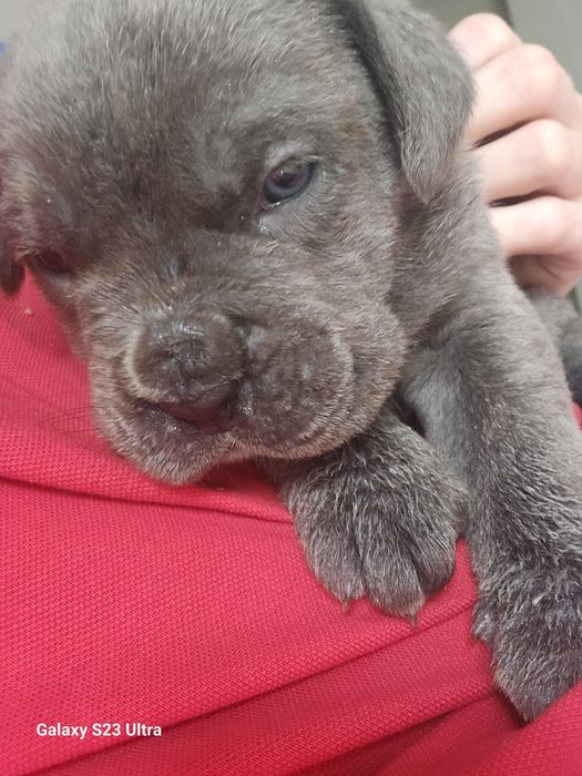 Sunia Cane Corso