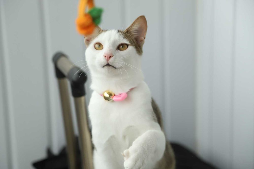 Даник в добрые руки!