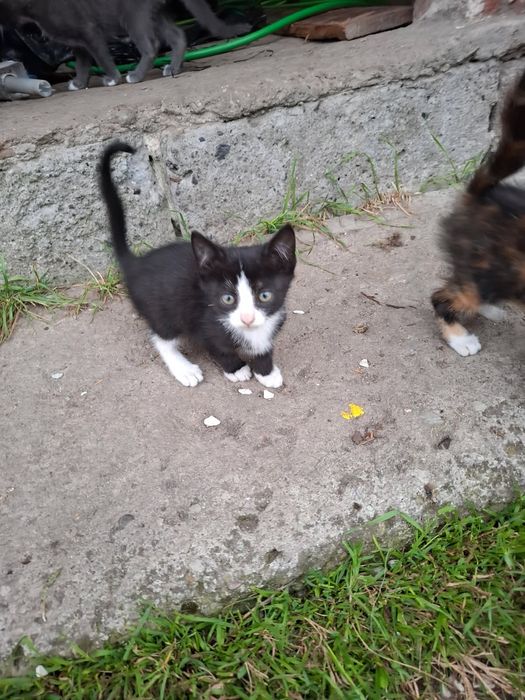 Oddam małe kociczki i kotka w dobre rece