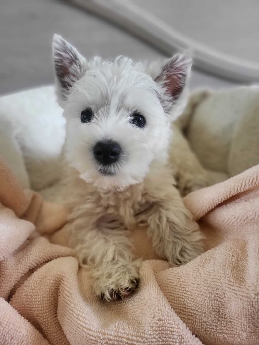 West Highland White Terrier/ Вест Хайленд Уайт Терр'єр