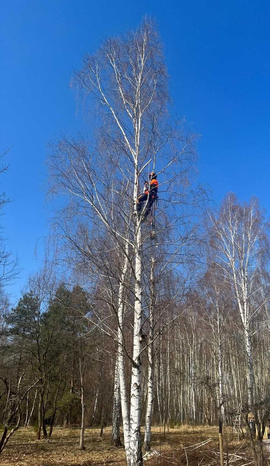 Wycinka i podcinka drzew ! Alpinistycznie oraz z podnośnika.