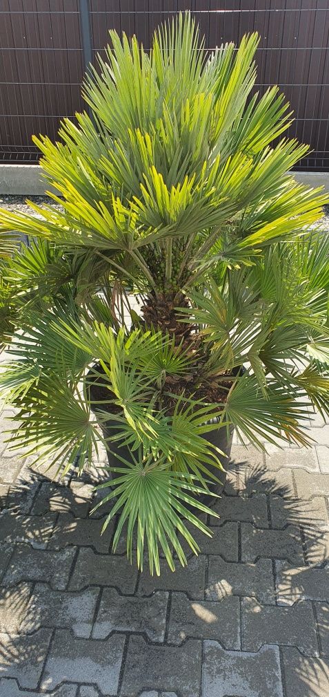 Chamaerops humilis karłatka palma mrozoodporna taras basen