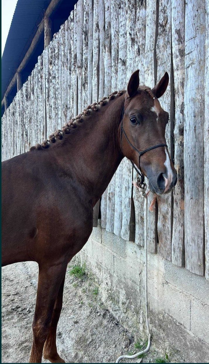 Cavalo angloarabe, 3 anos