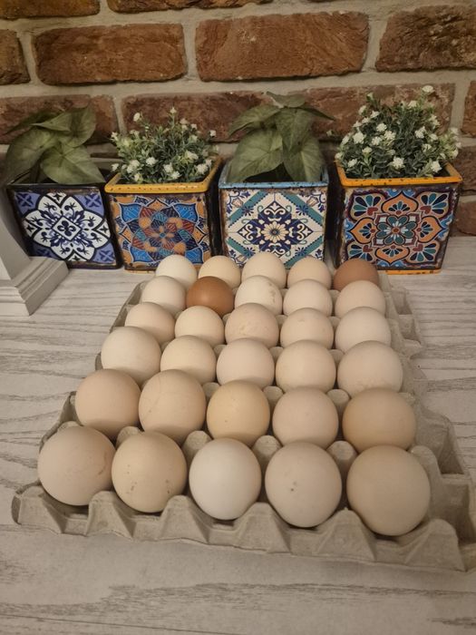 Świeże jaja wiejskie z wolnego wybiegu