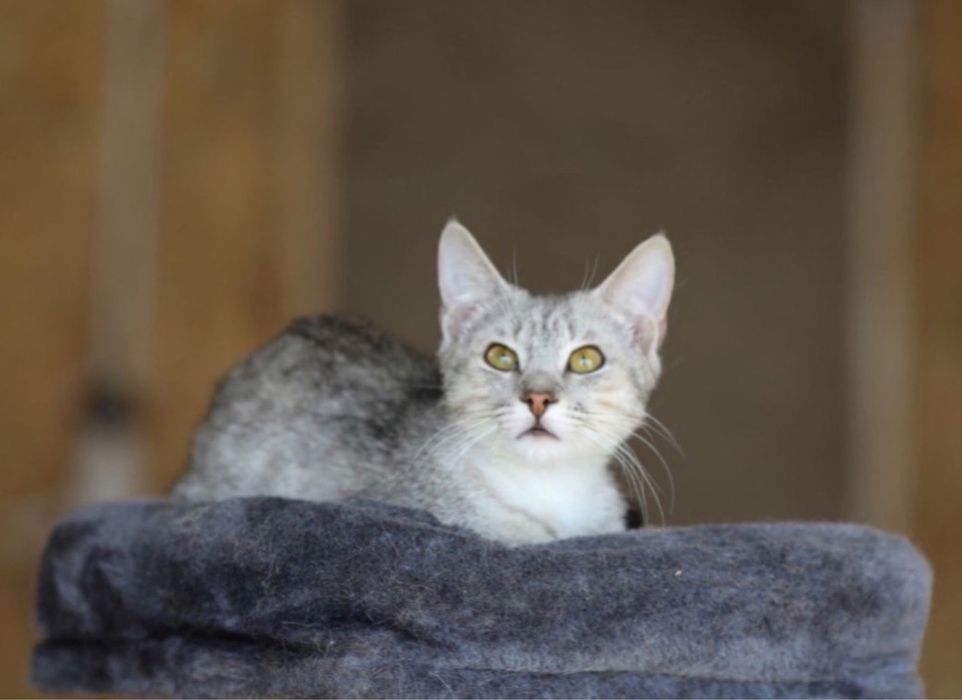 Ельбрус, котенок 8 месяца, красивый, активный