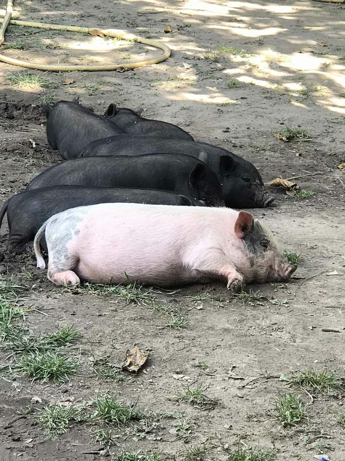 В'єтнамських свині