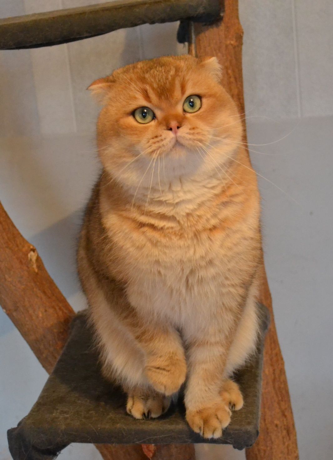 Крупный вислоухий кот золотая шиншила
