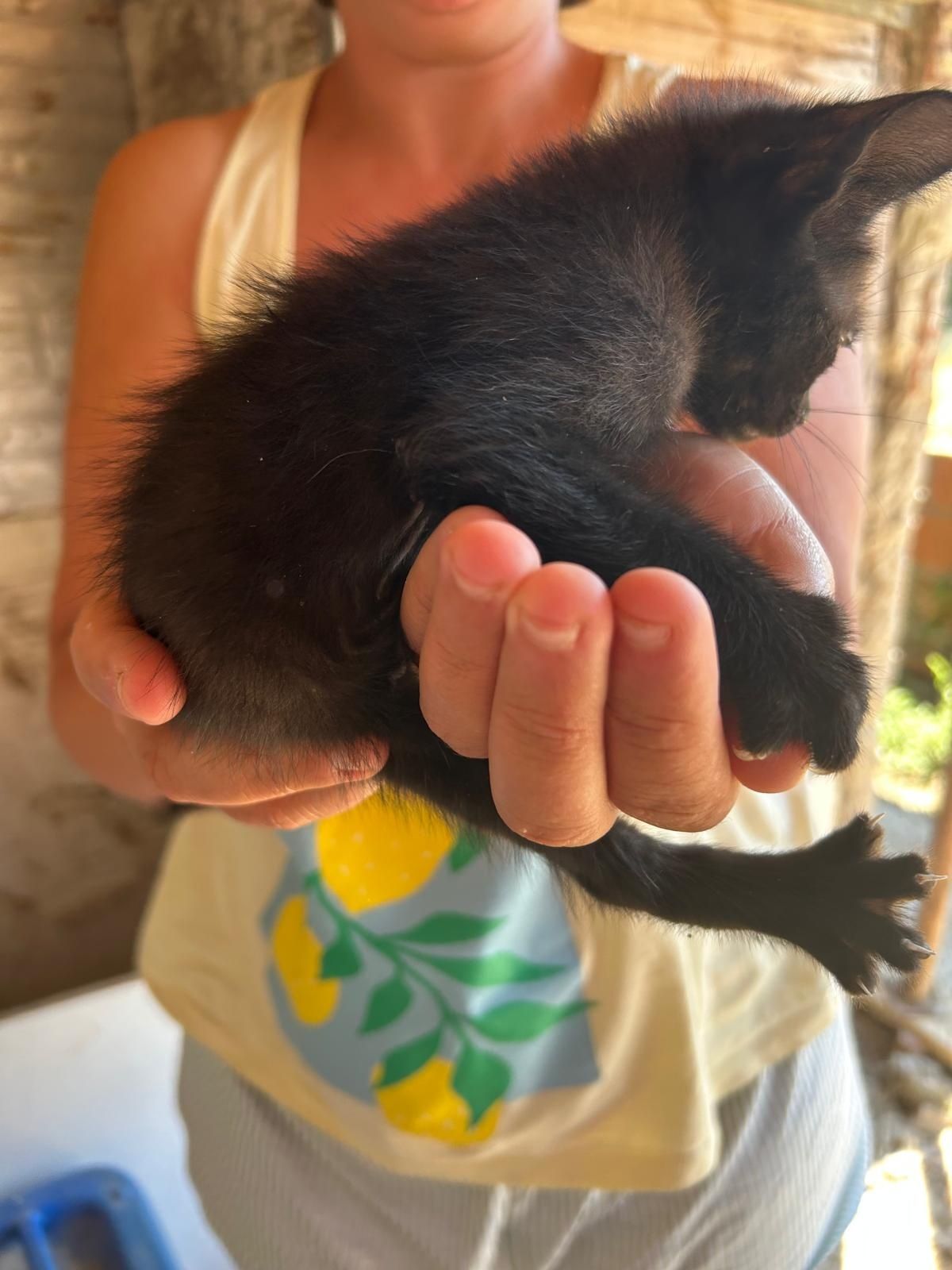 Gatinhos para adopção