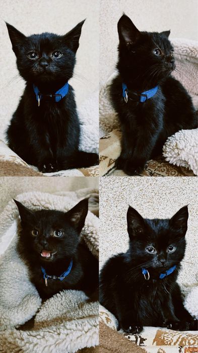 Кошеня хлопчик чорний