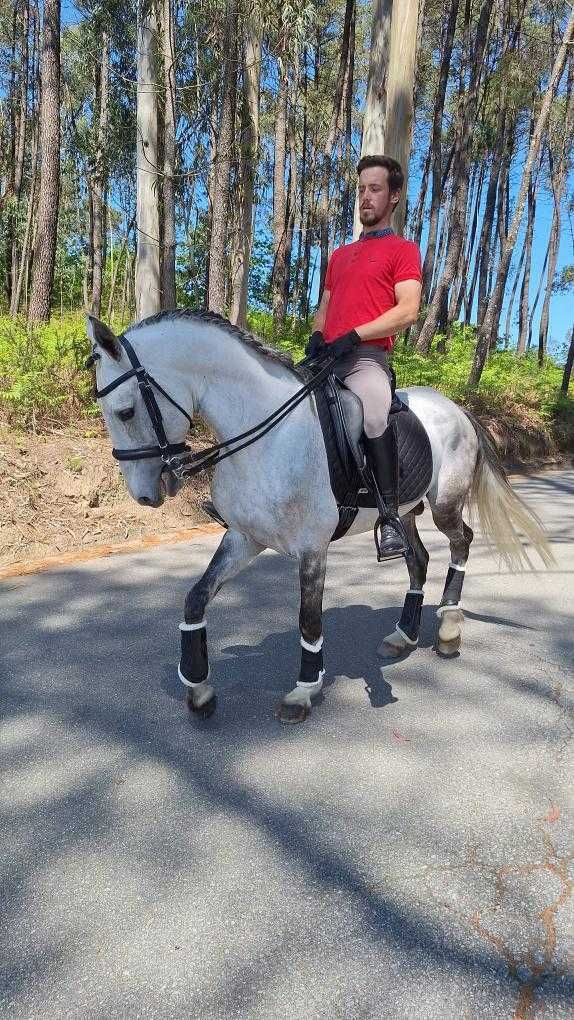 Cavalo 10 anos inteiro