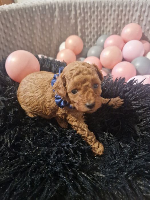 Pudel Toy - maleńki piesek