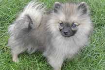 Szpic miniaturowy pomeranian