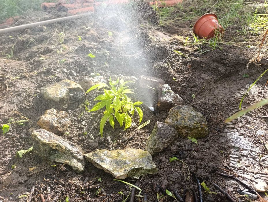 Temos serviços de jardinagem