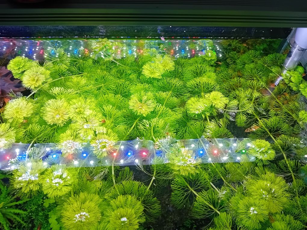 Podas de plantas para aquario