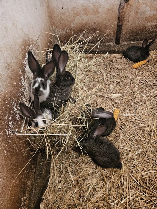 Króliki Srokacze niemieckie