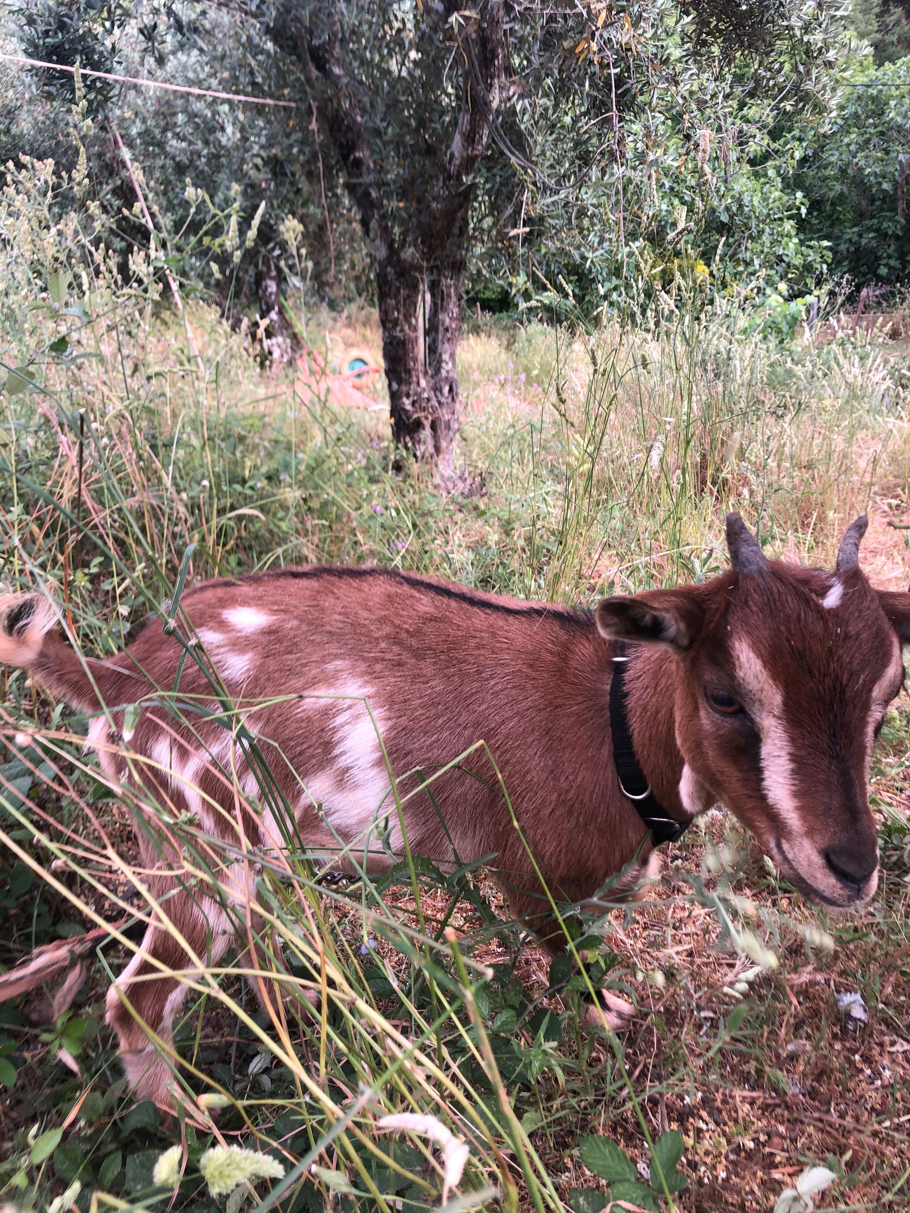 2 cabras anãs com 9 meses