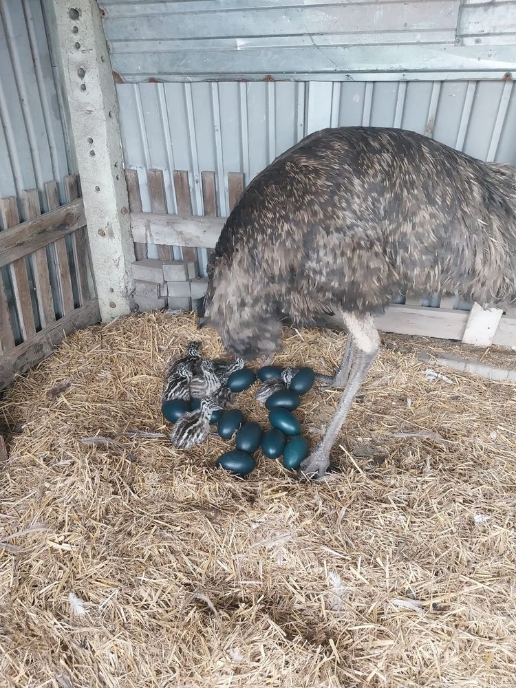 Emu mlode z czerwca
