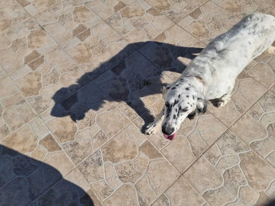 Setter Inglês — Macho — 2016 — Muito social, excelente companheiro