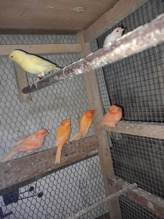 Kanarek czerwony 2025