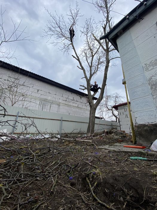 Професійне зрізання дерев