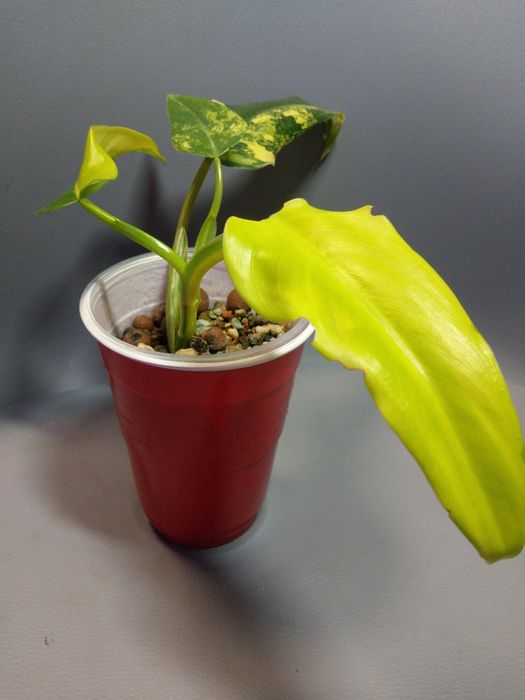 Philodendron Domesticum Variegata