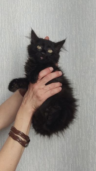 Казкові кошенята шукають родини!