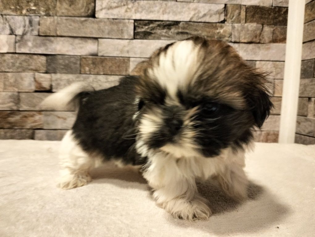 Piękny piesek shih tzu Miniaturka