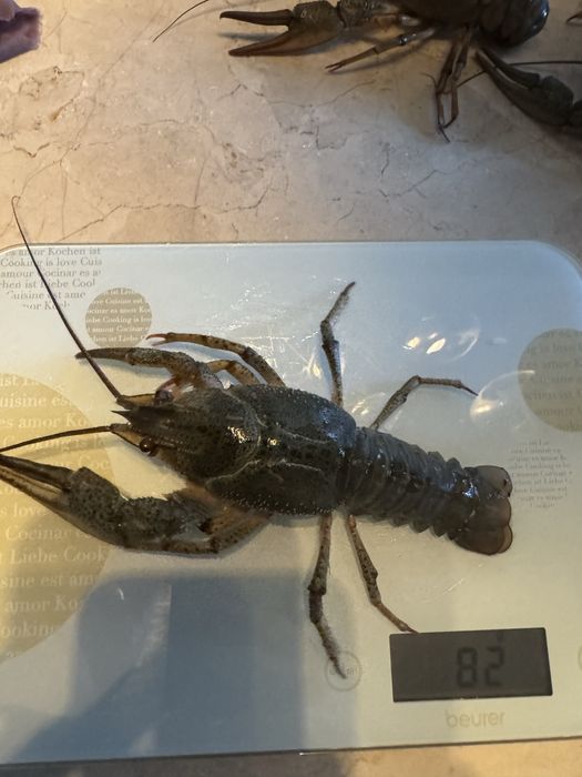 Раки середнього  розміру!