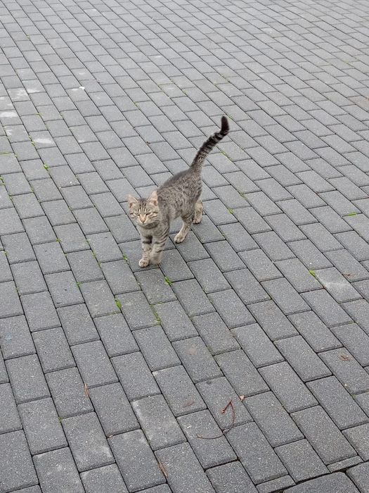 Kotki małe  do oddania