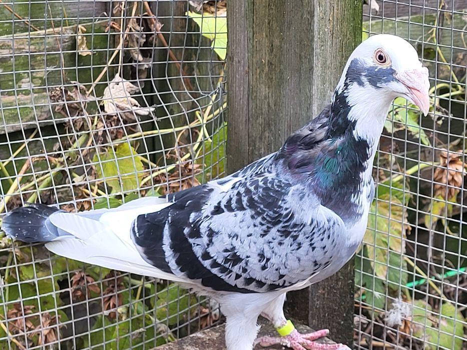 Gołębie staropolskie: para 7