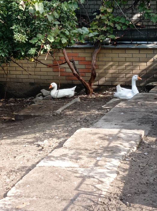 Продам ,живым весом ,домашних,гусынь на развод ,обмен