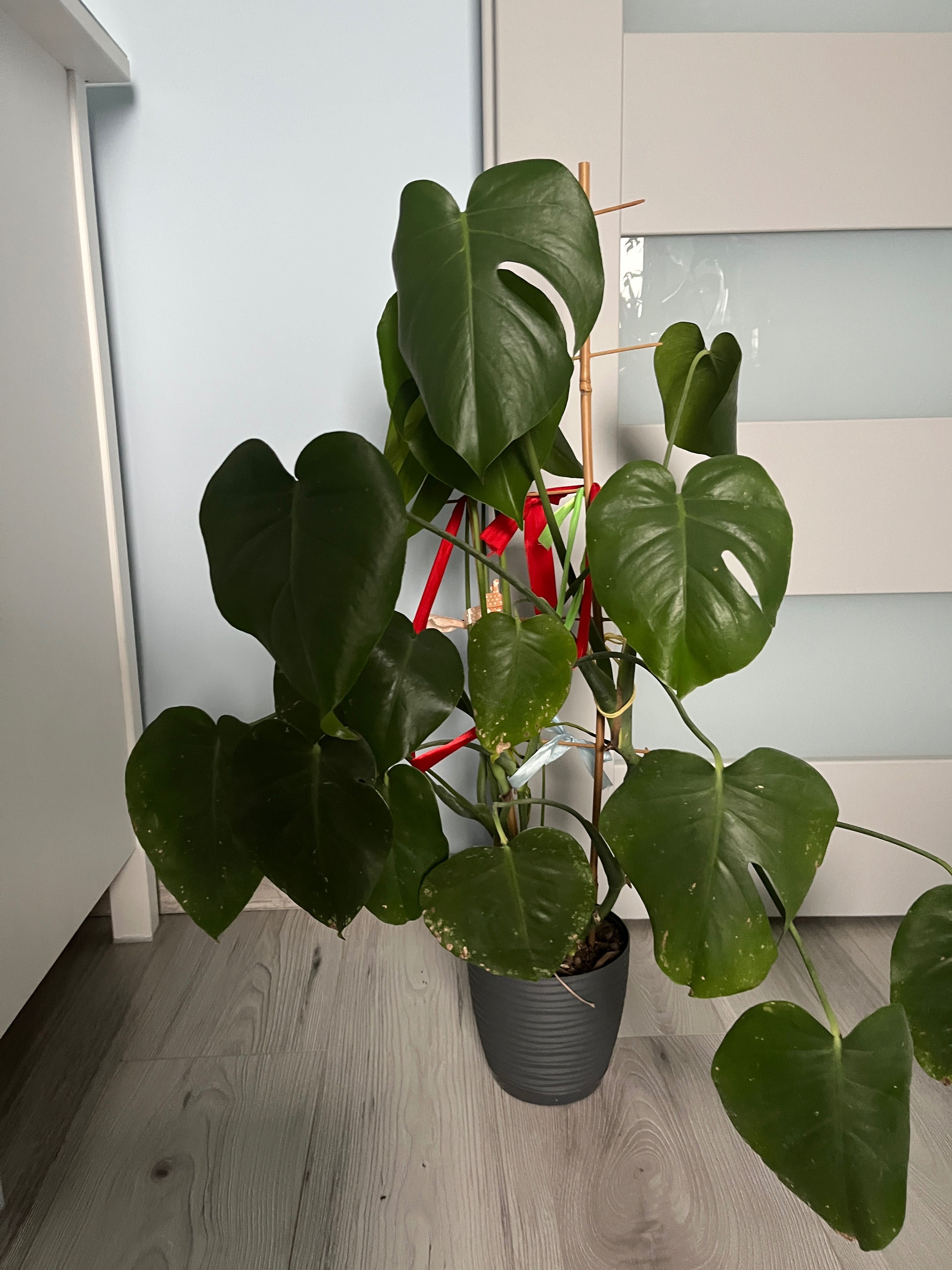 Monstera dziurawa