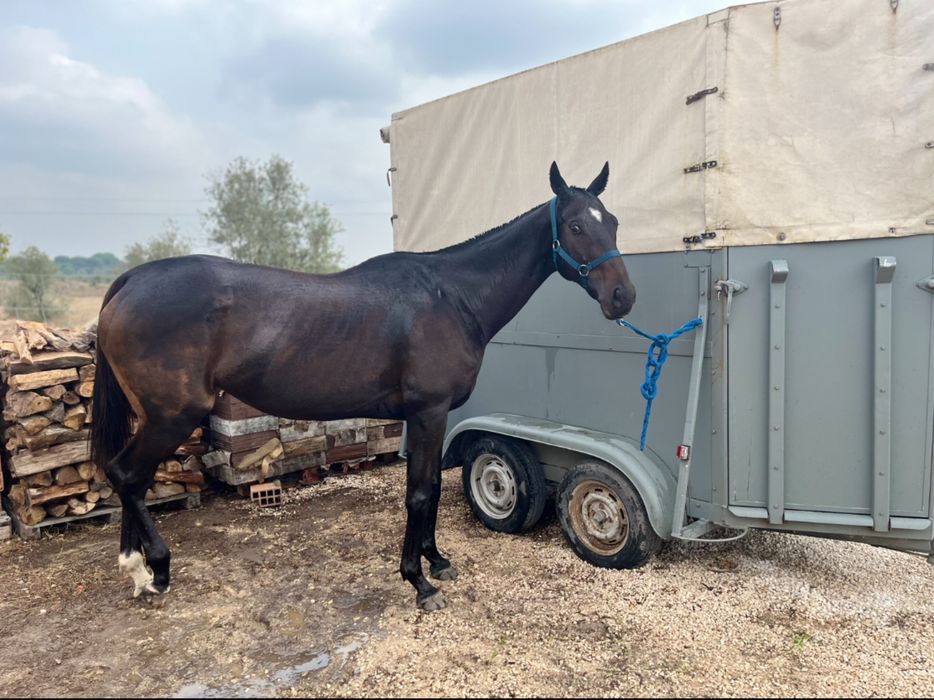 Venda ou troca égua PSI