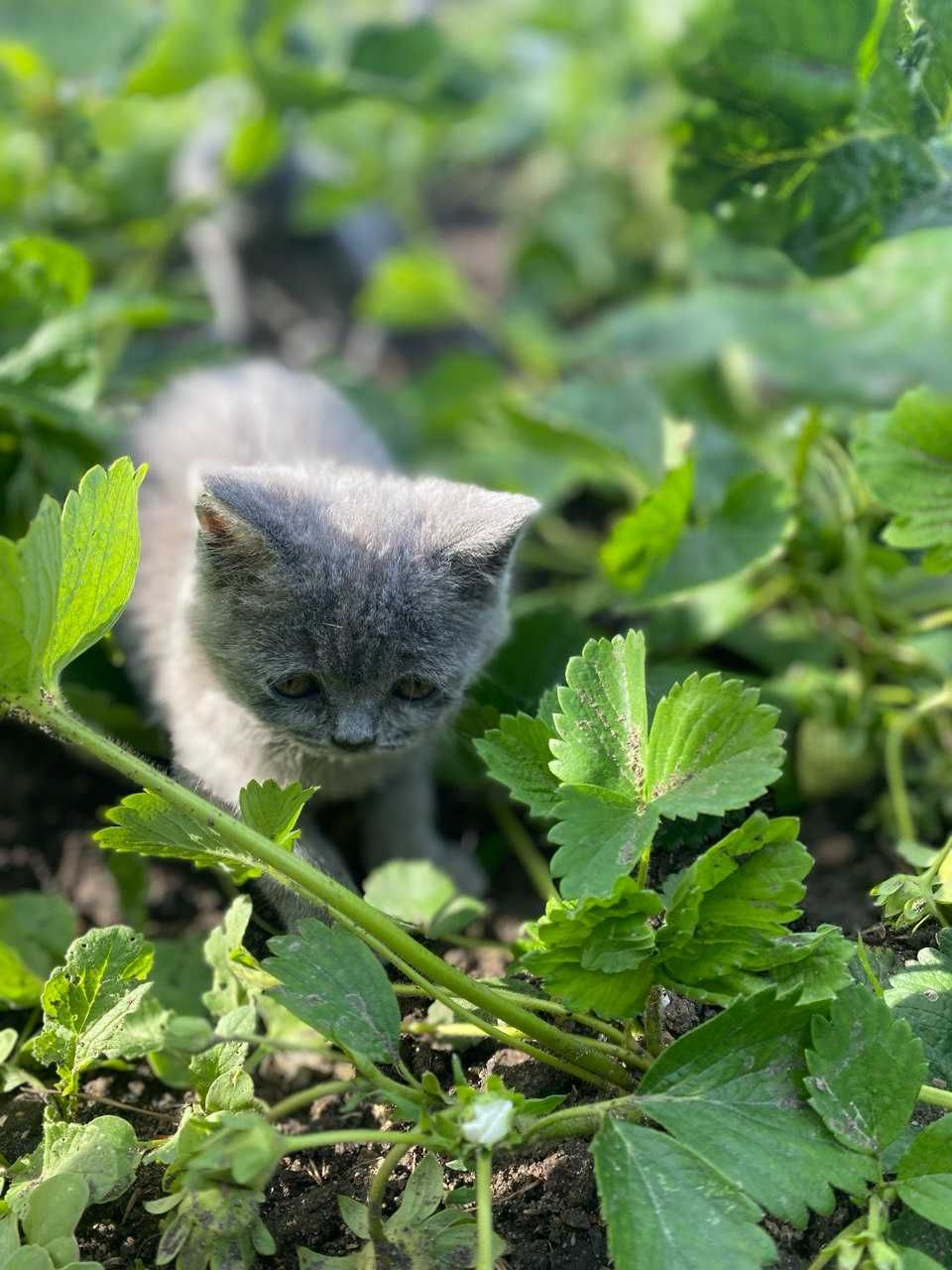 Котята скотиш-фолд