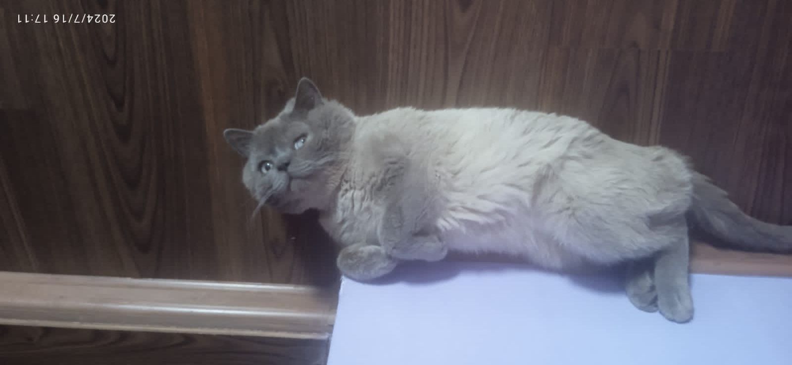 Коти Блю поінт шукає подругу