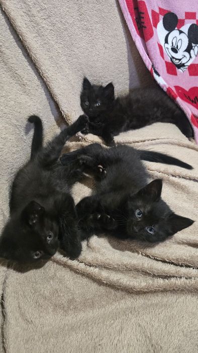 Отдам котят в хорошие руки