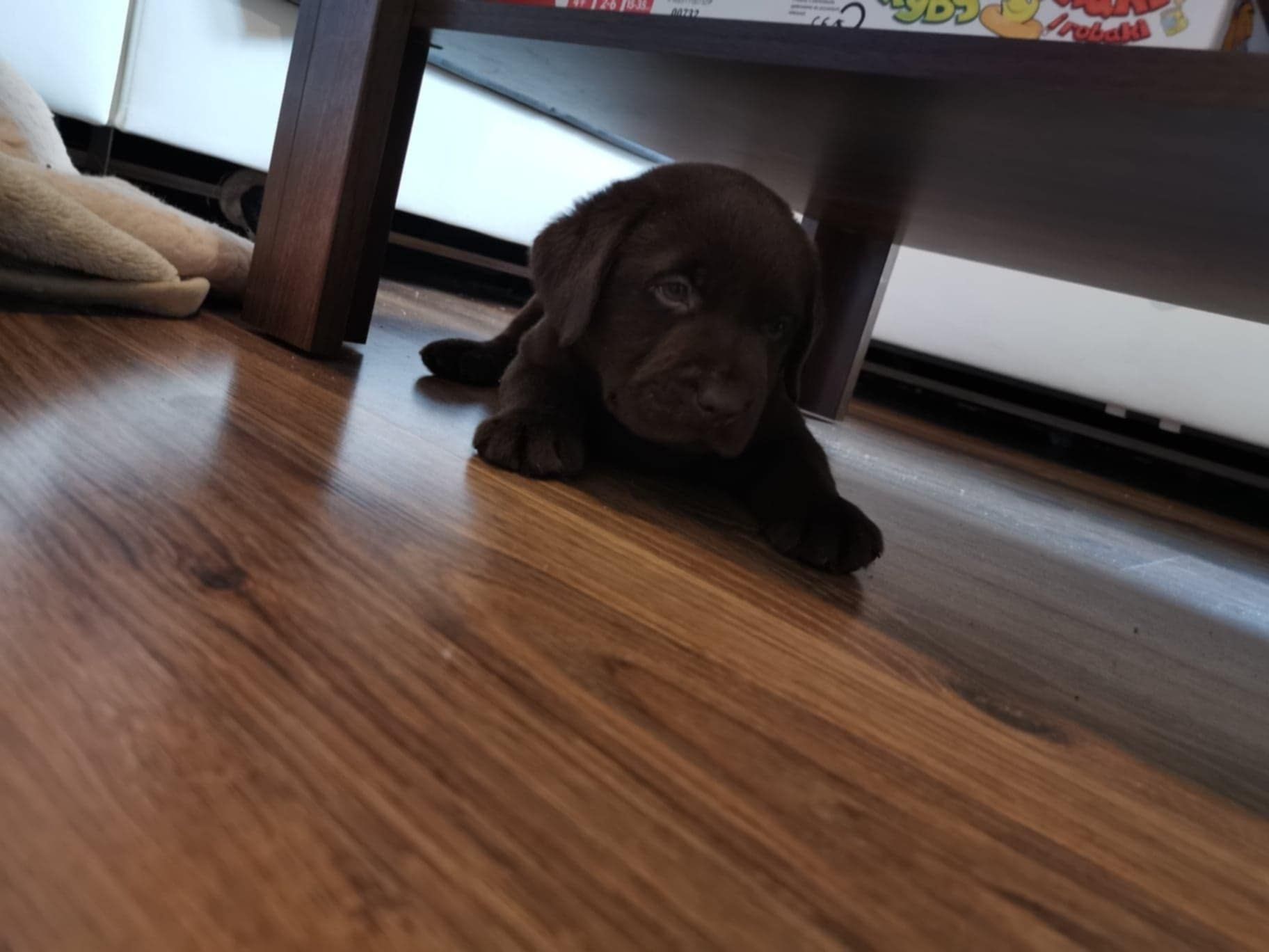 Labrador retriever