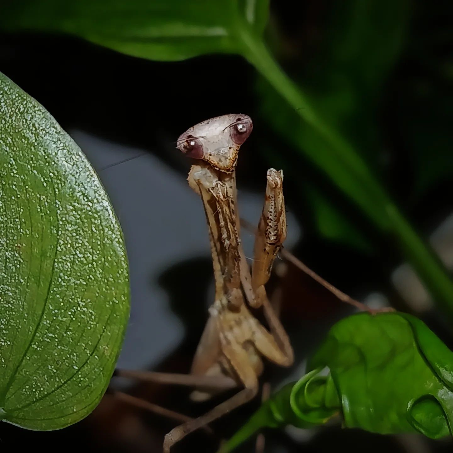 Modliszka Pseudempusa pinnapavonis