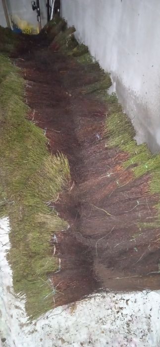 Подвой шиповника шиповник