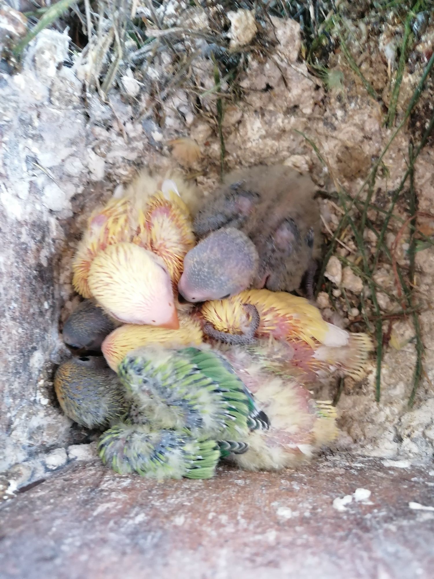 Agapornis e Caturras para domesticar