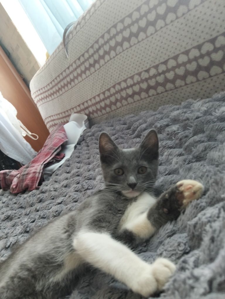 Віддам  котика в хороші руки