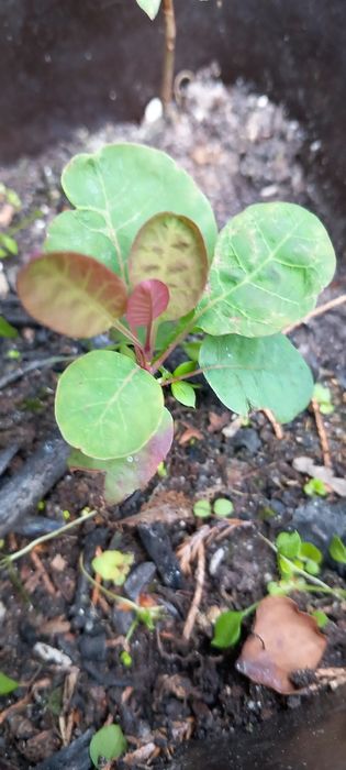 Berberysy, pęcherzyce zielone i bordowe, złotokap, perukowce.