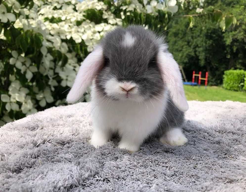 KIT Coelhos anões orelhudos, mini lop lindíssimos e super inteligentes