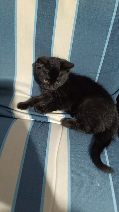 Kotka domowa z kociakiem