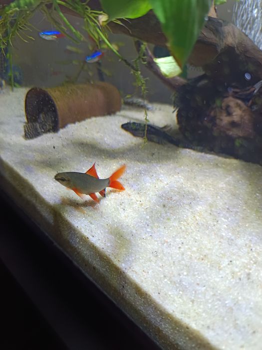 Labeus Frenatus"Rainbow"