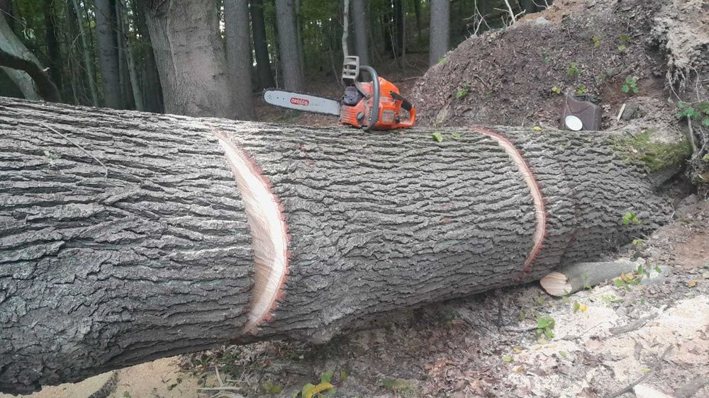 Dąb - kłoda 4 m, 100 lat