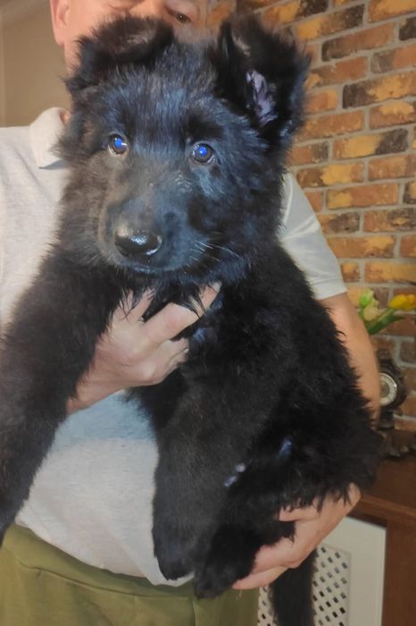 Owczarek Niemiecki długowłosy czarny